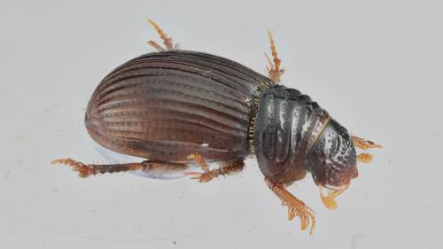 Psammodius asper